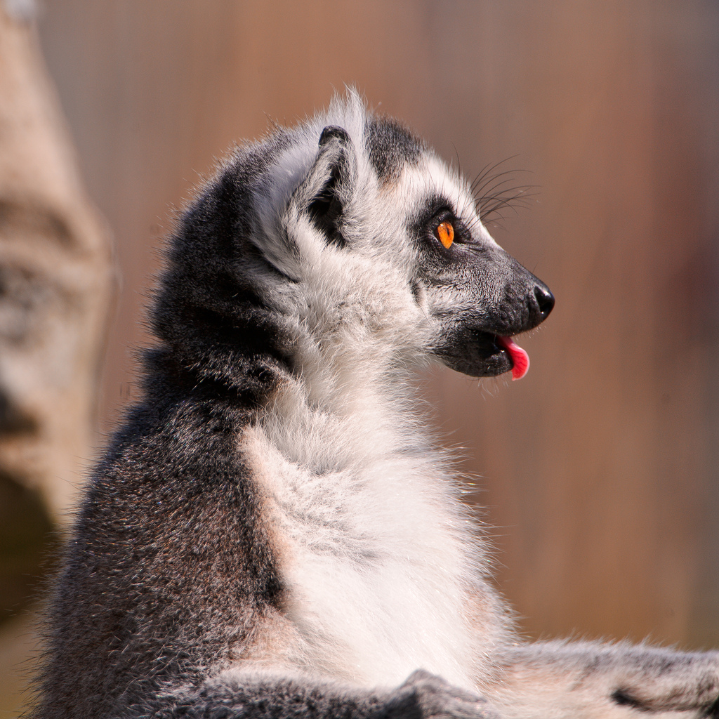 lemur sticking out its tongue