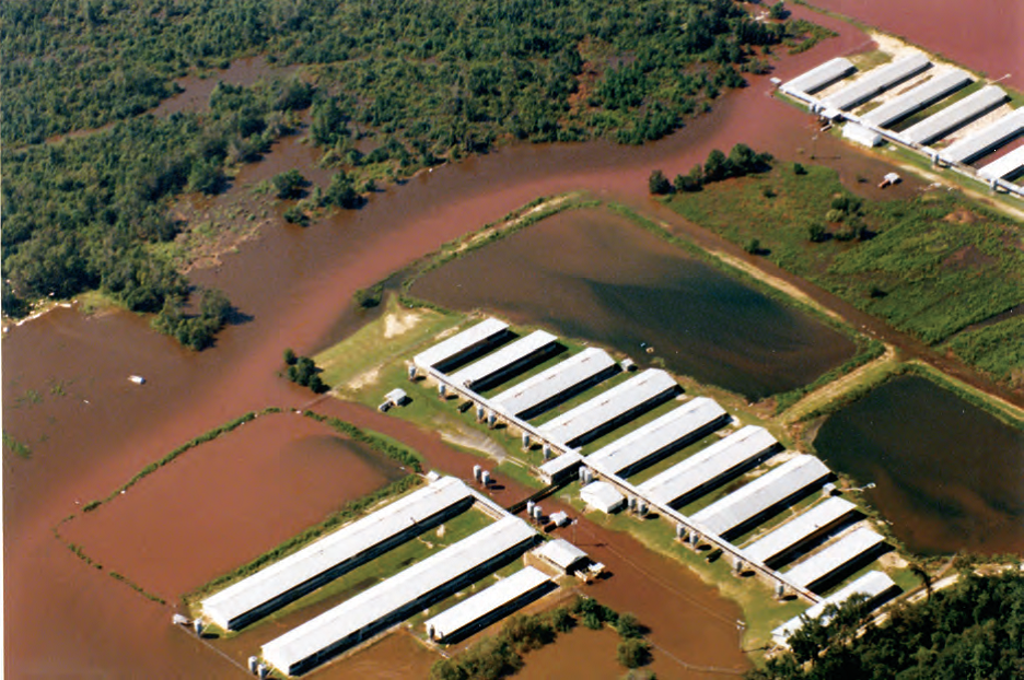 Livestock-waste lagoons overflowed on this North Carolina hog farm during Hurricane Floyd representing a way local waterways and supplies can be contaminated in a flood.  Source:  Rick Dove