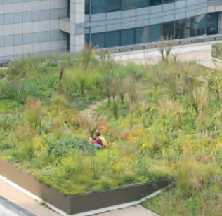 Rooftop gardens are one of a number of ways that cities are managing floodwater and minimizing risk of impacts.  Source:  Center for Neighborhood Technology