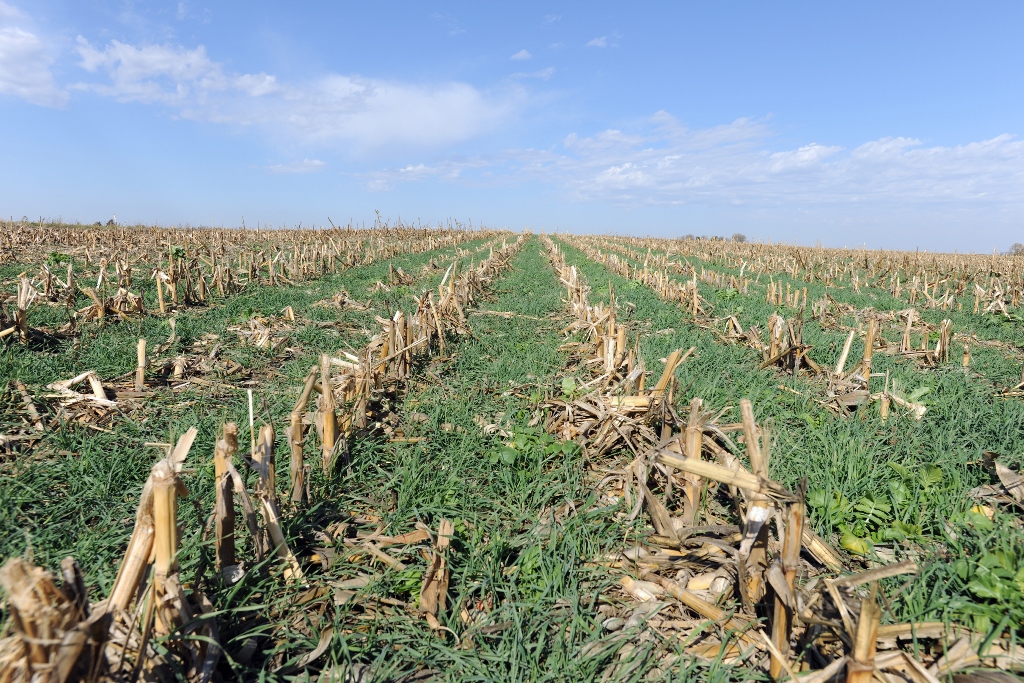 Cereal rye cover crop planted into corn stubble.  Photo credit USDA NRCS.