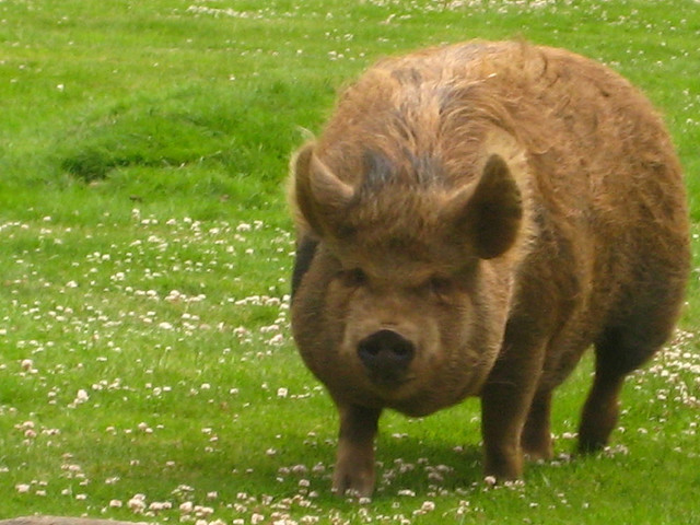 Cute hog in pasture