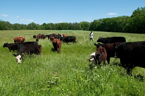 Happy cows grazing at the boyhood home of President Thomas Jefferson in Virgina. (Photo by Lance Cheung. Courtesy of USDA)