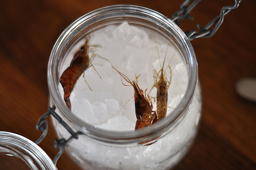 Live Shrimp in jar of ice at Noma