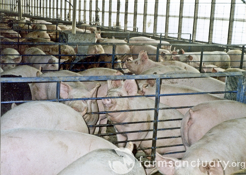Image of many pigs confined in small pens