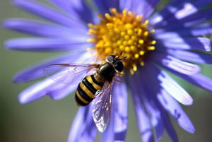 bee-on-aster-1