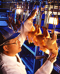 A USDA inspector examining chickens. Photo: USDA.