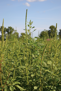 Palmer amaranth (aka pigweed) infests a soybean field. Photo: United Soybean Board/Flickr