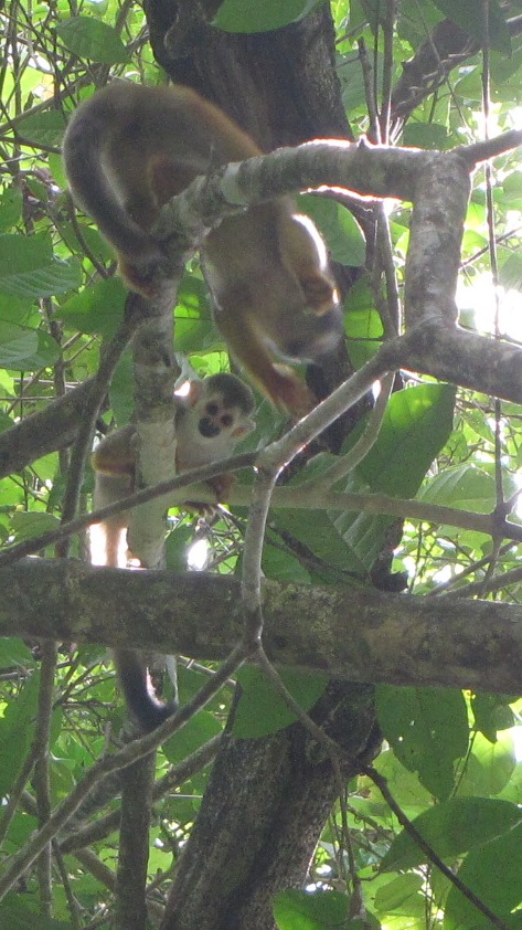 Many threatened species, like these Central American squirrel monkeys I saw last week, rely on timely, science-based decisions to enact policies that help protect them from extinction. The Endangered Species Act requires use of the best available scientific information to make decisions about threatened species, but some are trying to delay and dismantle this process.