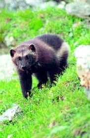 The North American Wolverine faces threats from climate change due its mountain west habitat, but the FWS recently withdrew plans to protect the species under the Endangered Species Act. Photo: FWS