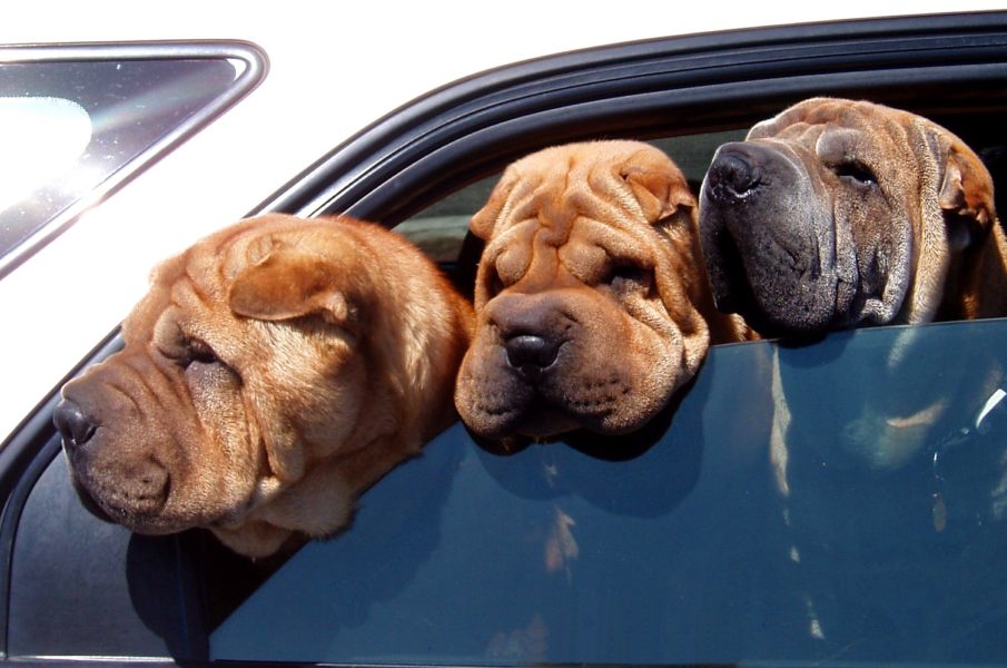 3 dogs with their heads outside a car window