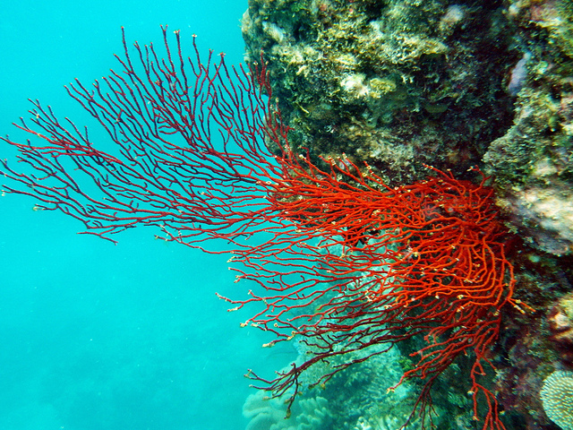 Coral at Eddy Reef off Mission Beach. Photo: Paul Toogood