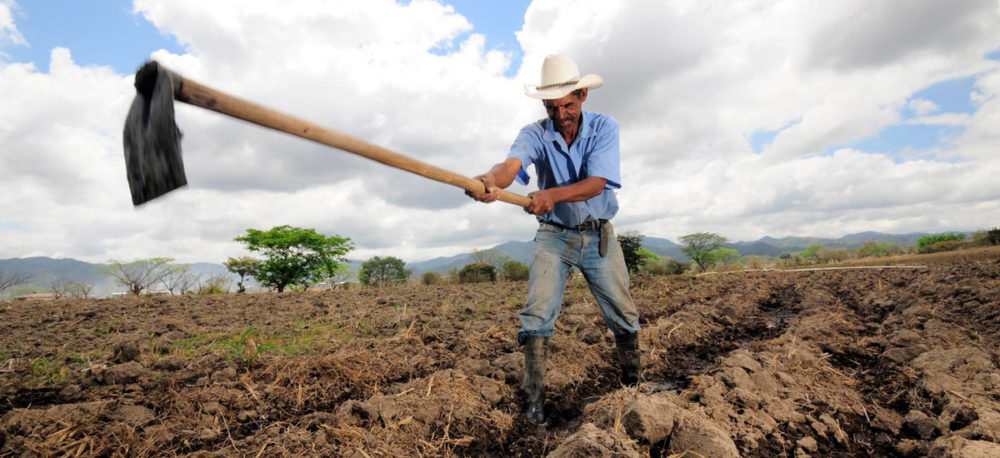 A Honduran farmer digs irrigation channels in advance of maize planting.