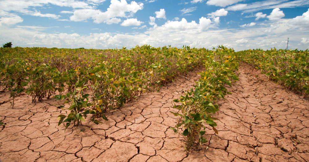 A drought-stricken soybean field in Texas