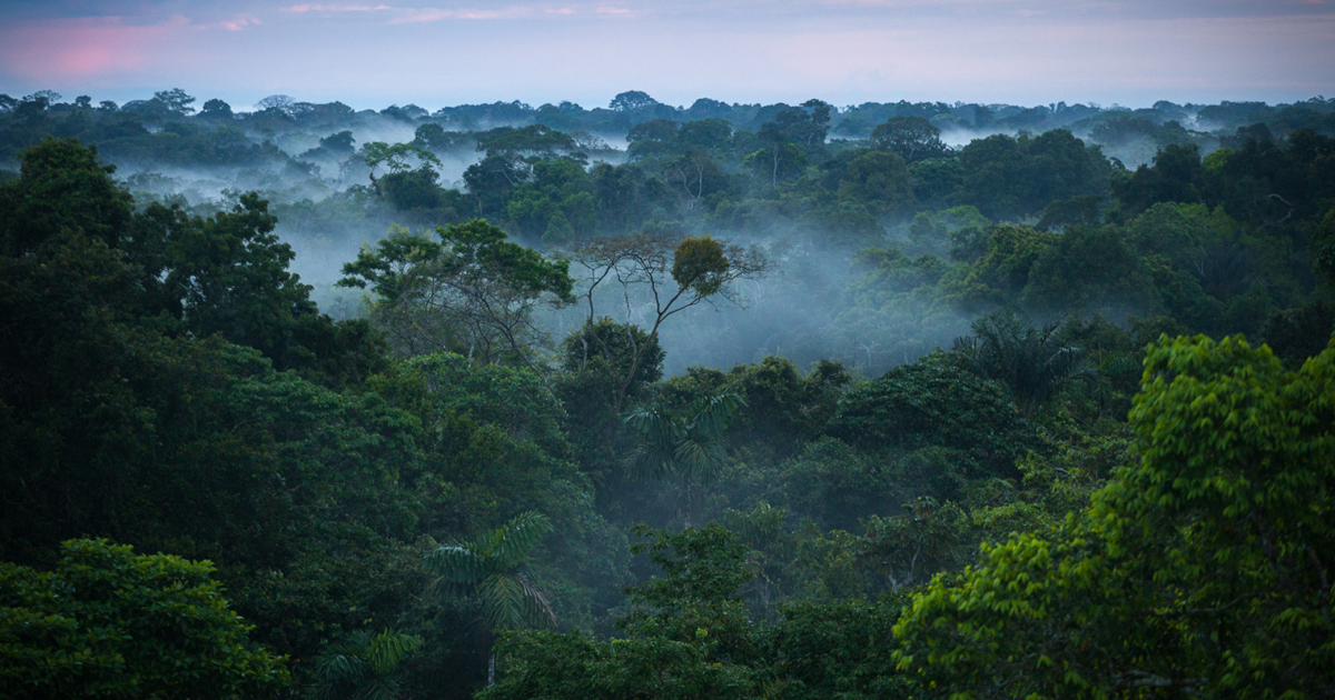 Deforestation in Brazil: What Does it Mean When There's no
