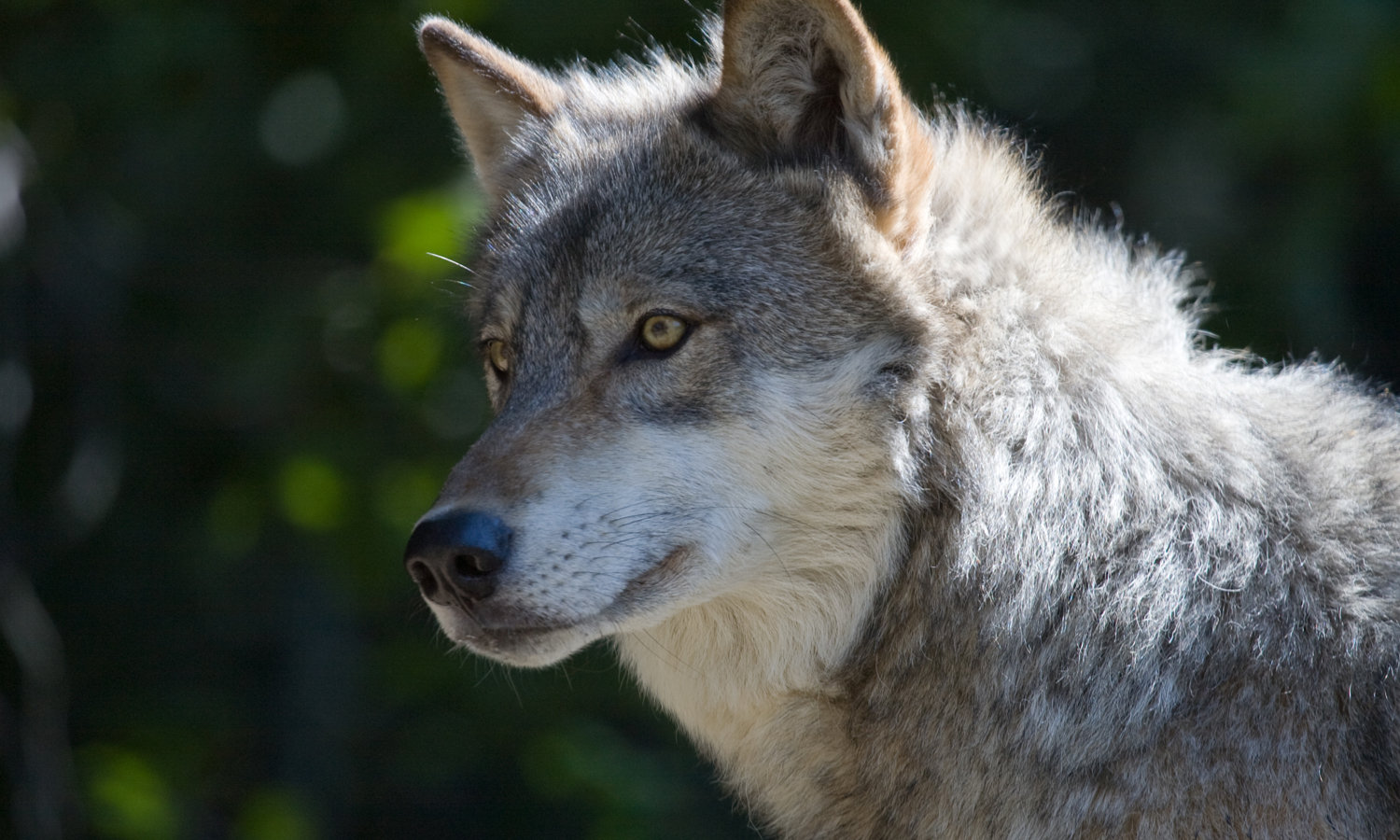 Gray Wolf Will Lose Endangered Species Protections Contrary to Scientific E...
