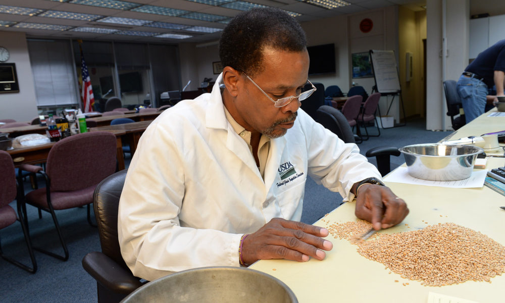 A USDA scientist inspecting wheat