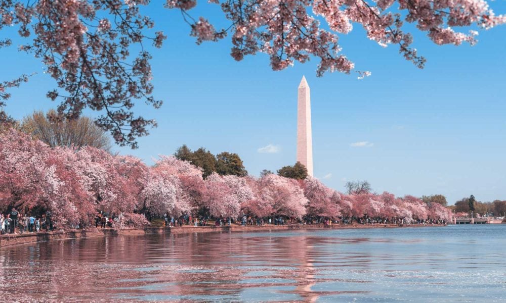 Cherry blossoms and the Washington mounment