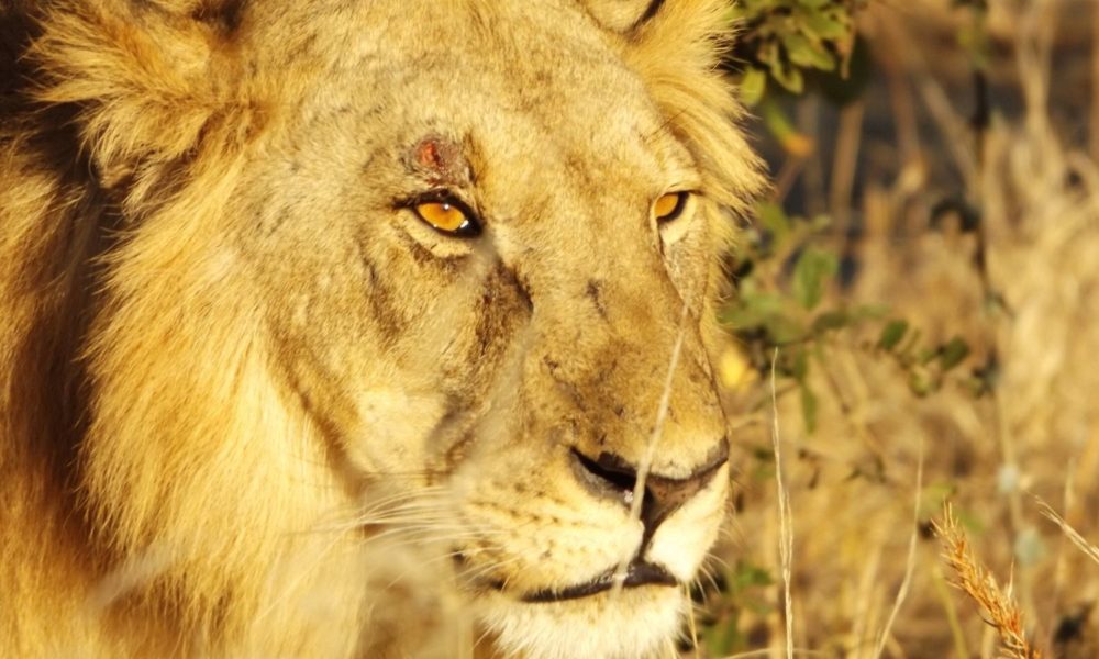 close-up of a lion's face with some brush in the background. the lion appears to be in repose, but watching out for something with its golden eyes.