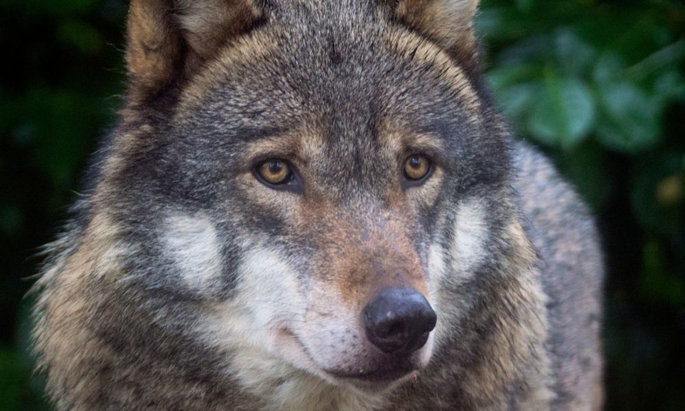 why is the endangered gray wolf
