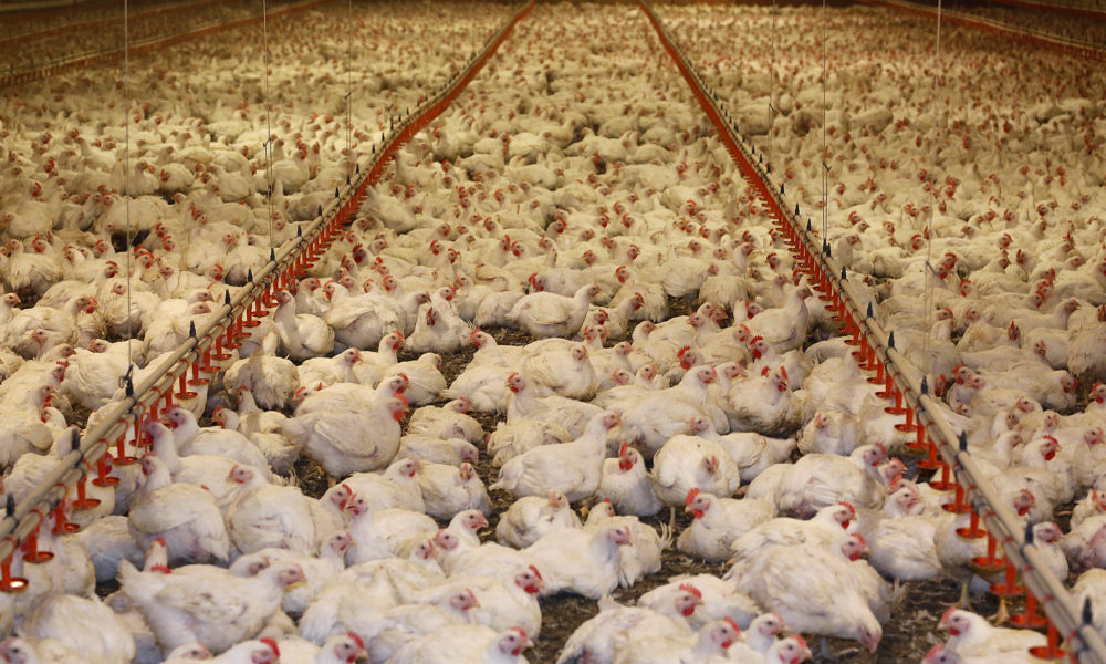 photo of many chickens being raised in a crowded indoor facility