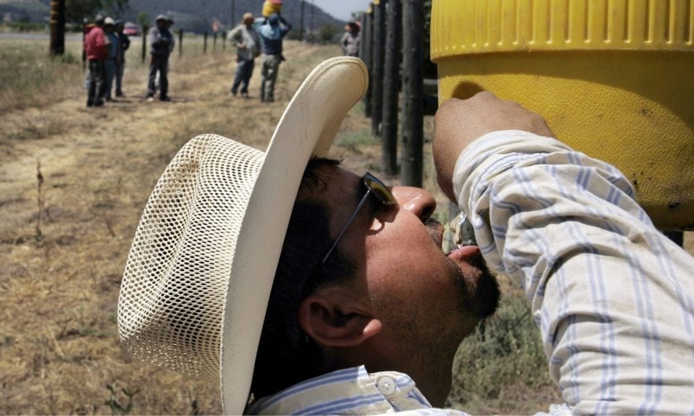 A vineyard worker gets a drink from a cooler during a break from the heat as the temperature exceeded 100 degrees in California.