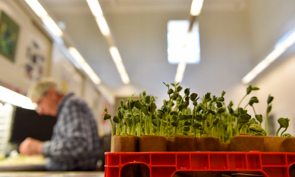 photo of a tray of soybean sprouts in the foreground and a lab technician conducting tests in the background