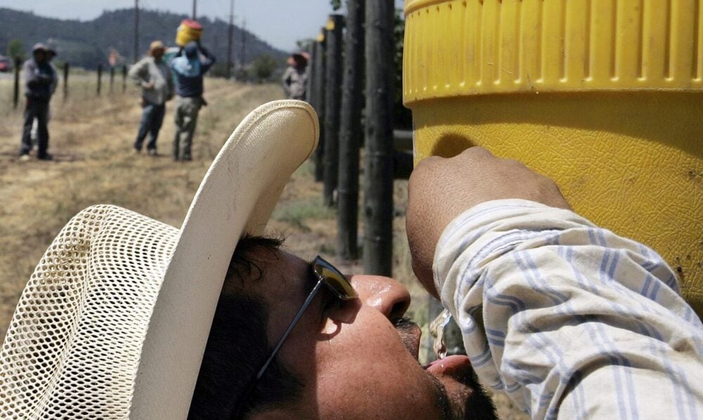 photo of a vineyard worker wearing a cowboy hat drinking water from the tap of a large yellow water jug