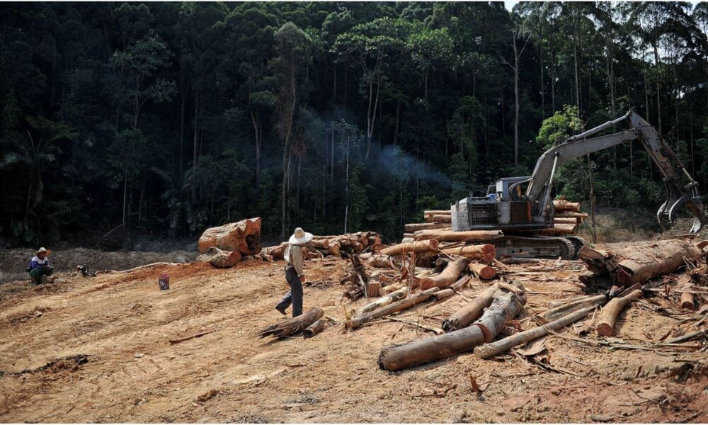 Balsa wood logging.