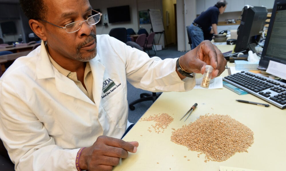 USDA grain inspector inspects grain.