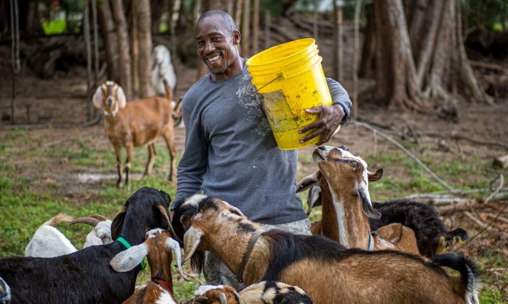 a Black farmer smiles holding a bucket as the goats he raises gather around him