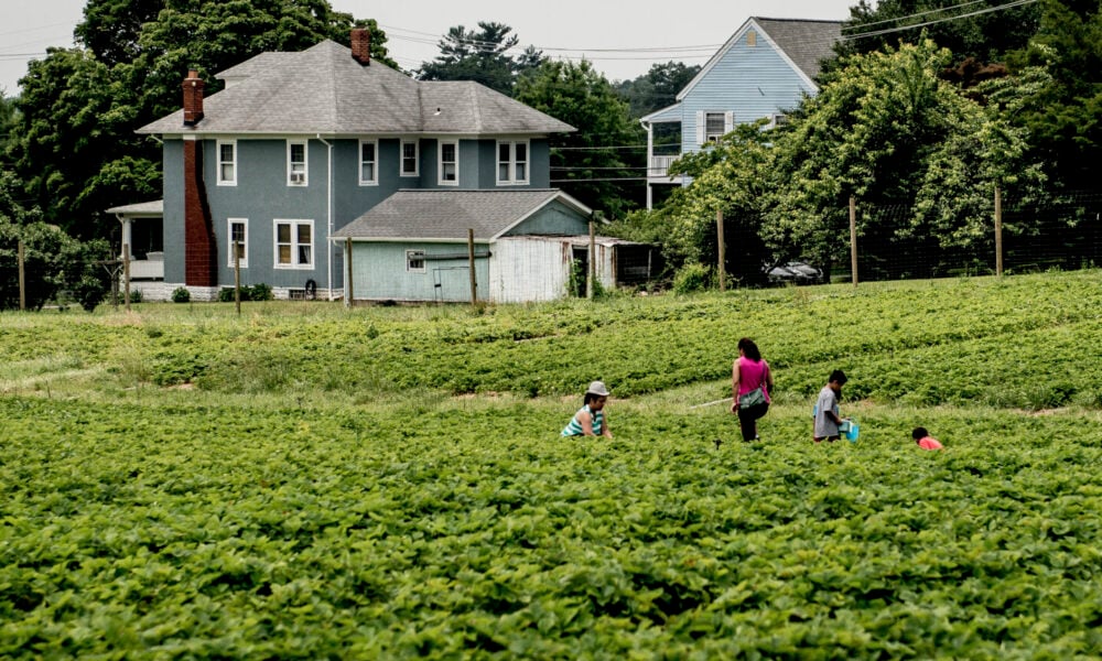 photo of a family picking strawberries in a field, with a house in the background