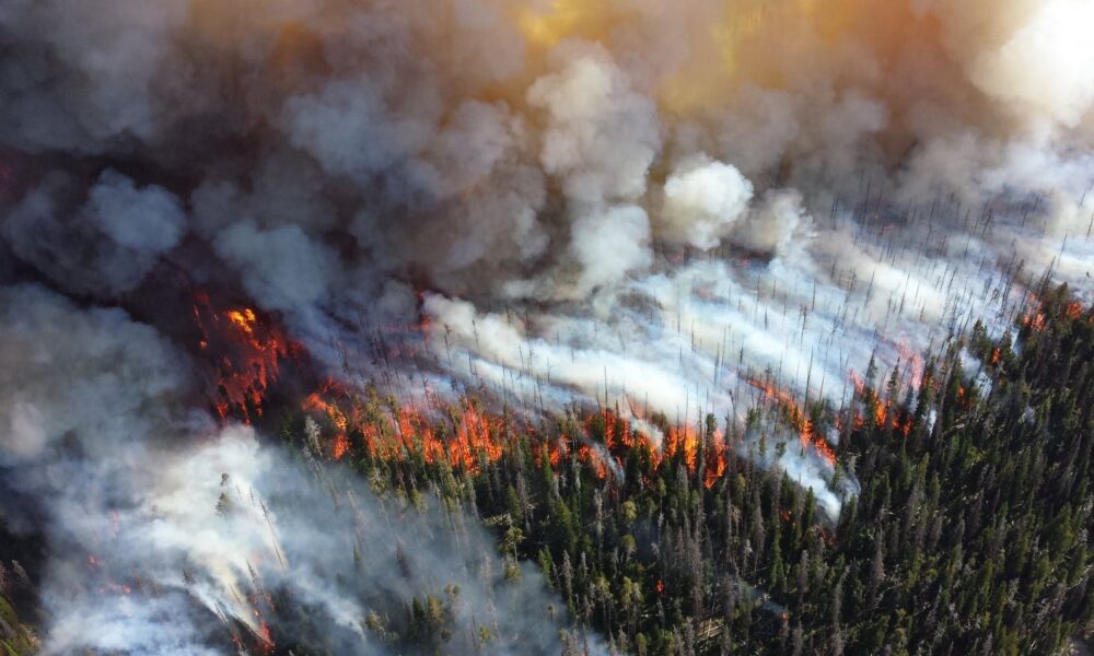 Fire consumes a forest of pine trees, and smoke fills the air during the 2013 Alder Fire in Yellowstone National Park