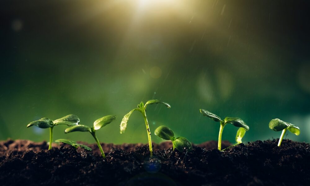 photo of green sprouts coming up from dark, rich soil, with sunlight shining down from above