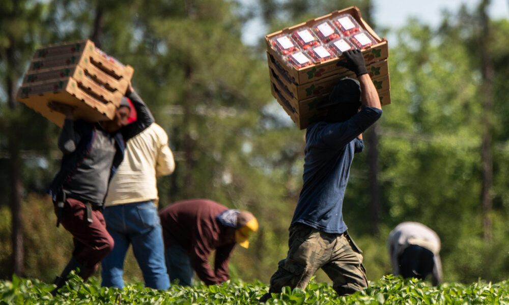photo of faceless farmworkers in a strawberry field; some are bent over picking and others are carrying fully loaded crates on their shoulders