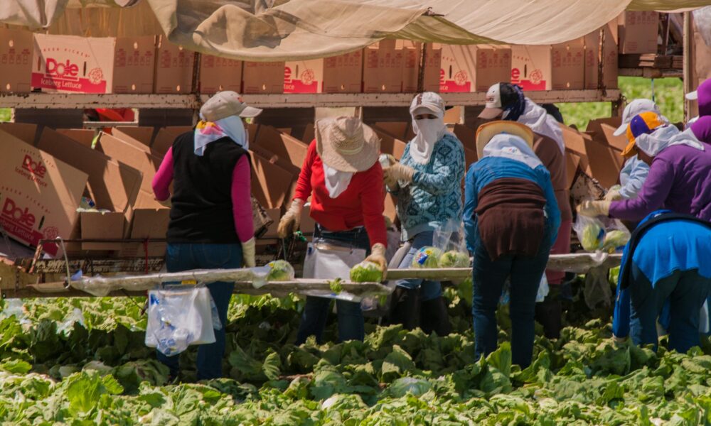 photo of a line of farmworkers picking and bagging heads of lettuce to put in many cardboard boxes on a trailer in the background; the workers are all wearing hats and bandanas as protection from the sun and pesticides