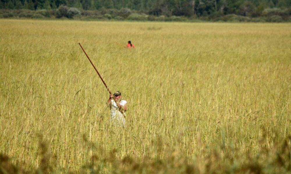 Wild rice harvest on Mud Lake, Minnesota