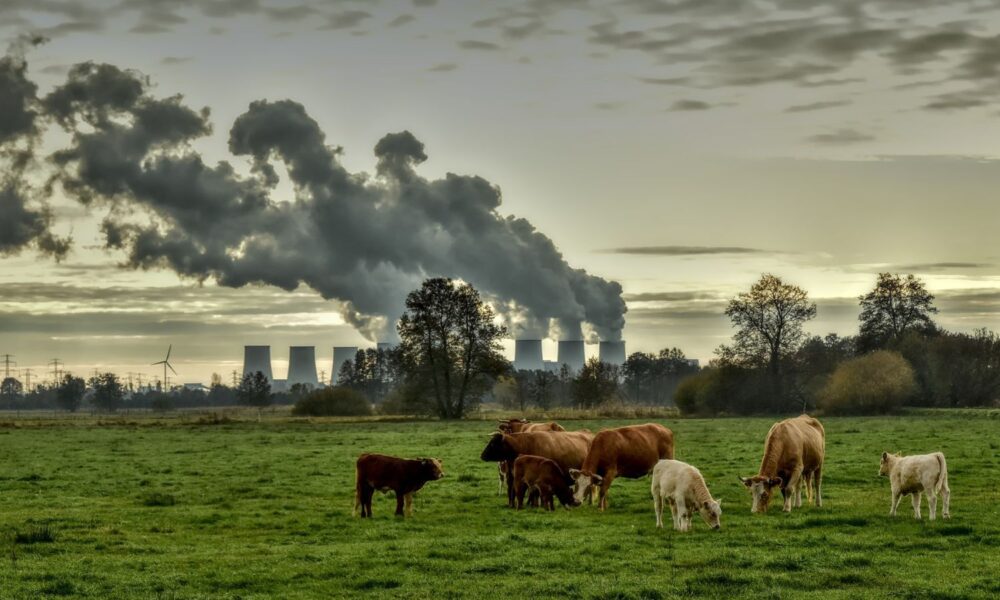 A herd of cows grazes in a field in the foreground, against a backdrop of massive smokestacks emitting some horrid-looking gas.