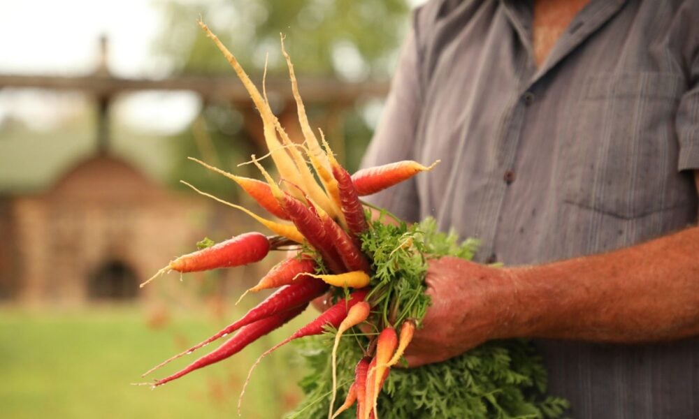 A white man wearing a casual button-down shirt is holding a bunch of multicolored carrots with the greens still on. They look recently picked.