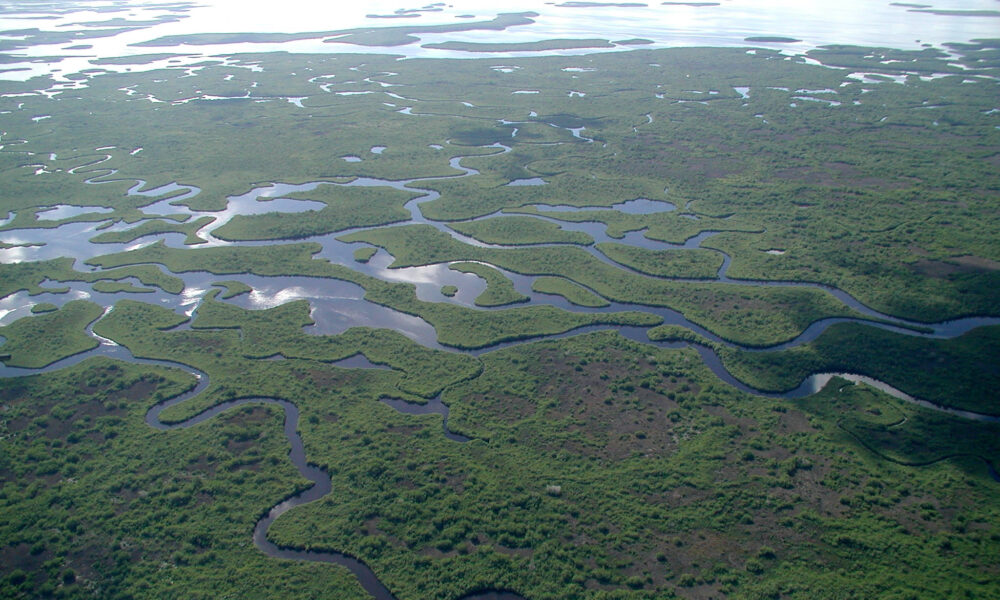 aerial photo of a section of Everglades National Park, with multiple streams winding through lush green wetlands