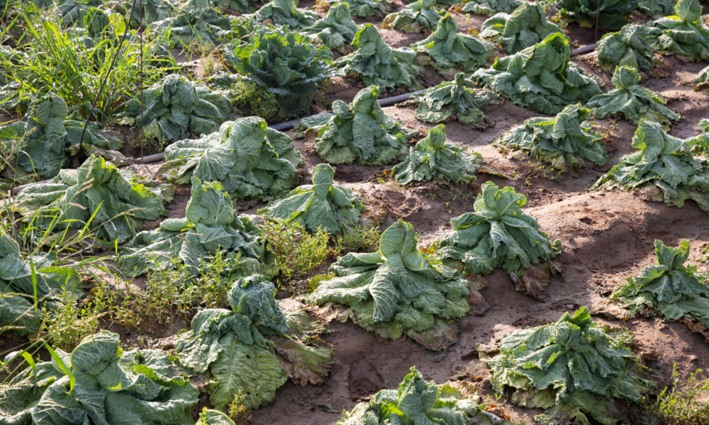 photo of rows of wilted savoy cabbage in a farm field affected by drought