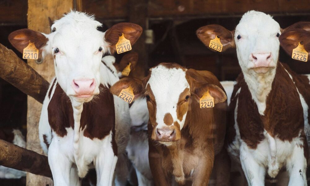 Three brown and white cows with tags in their ears regard the camera, with more cows behind them, implying a feedstock operation.