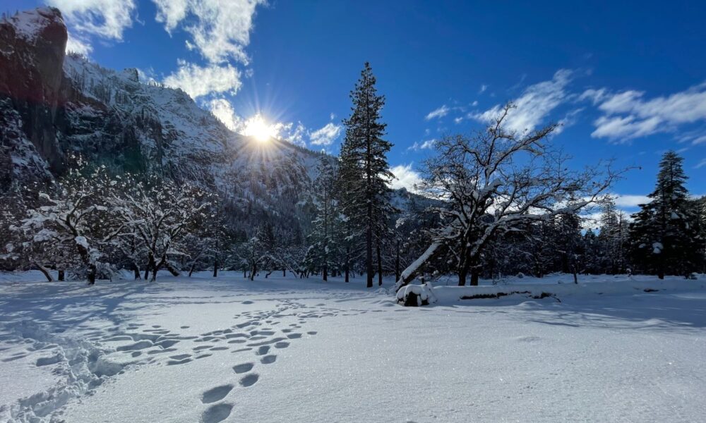 Footprints in the snow under a brilliant blue sky in Yosemite National Park