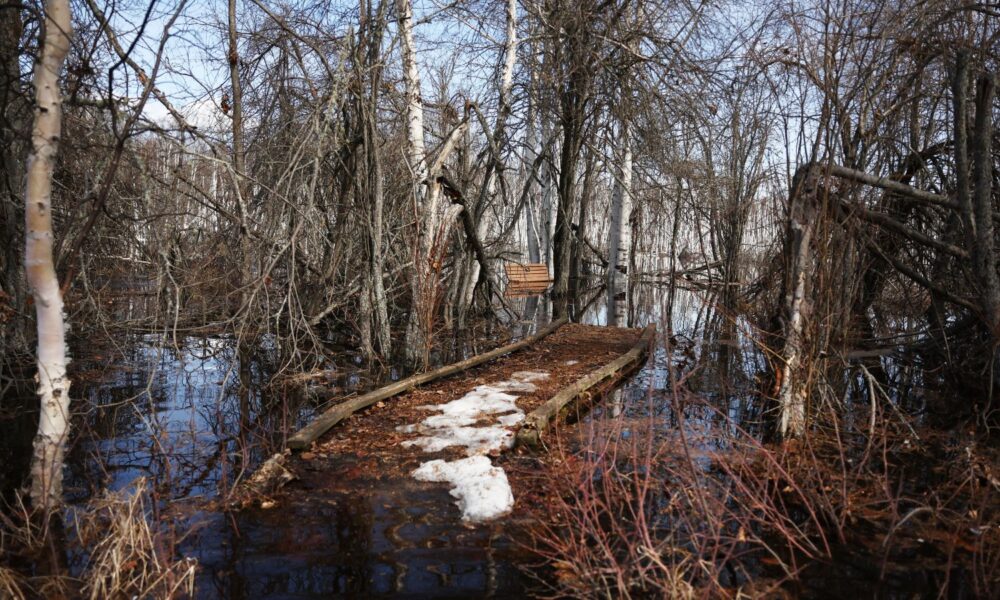 A disrupted boardwalk runs in an area with dead boreal forest Alaska birch trees, standing in floodwaters amid thawing permafrost and snowmelt, at Creamer’s Field on May 6, 2023 in Fairbanks, Alaska. Since heavier precipitation came to Fairbanks beginning in 2014, mostly due to sea ice loss, hundreds of the trees have died at the site due to ongoing flooding and accelerated permafrost melt. What was once a seasonal wetland is becoming more permanent while the boardwalk has been reconstructed various times due to ground subsidence. According to the U.S. Department of Agriculture (USDA), Alaska ‘is warming at two to three times the rate of the global average.’