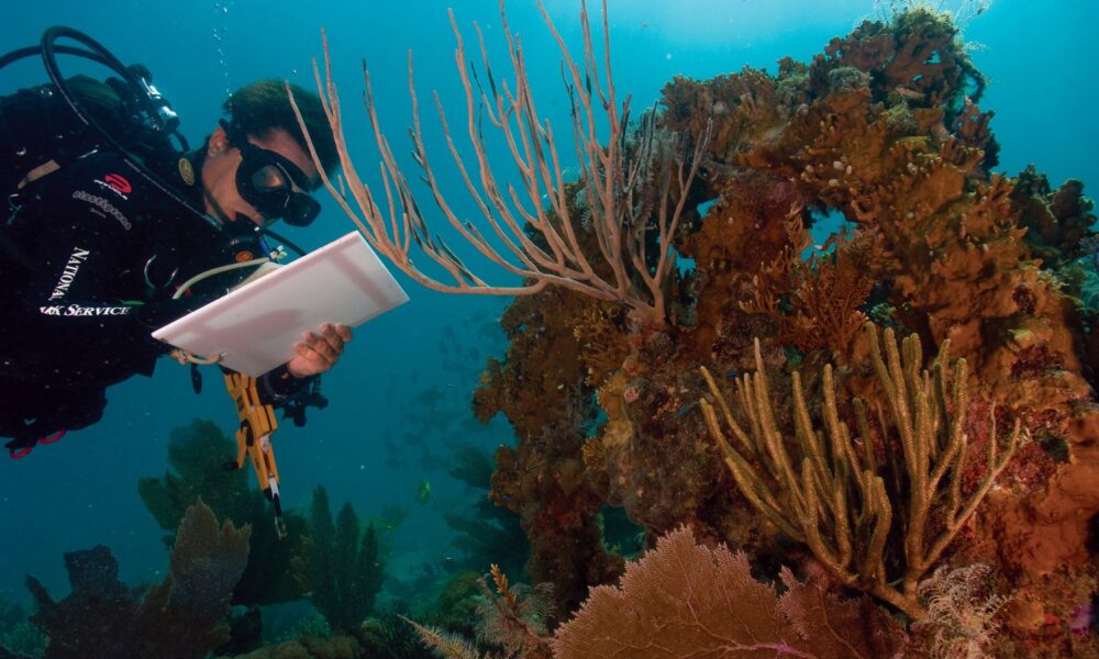 A scientist, underwater in diving gear, examines coral reefs and makes notes on an underwater clipboard in Virgin Islands National Park. Warmer ocean temperatures and more acidic waters (from increased carbon dioxide levels) are bleaching and dissolving coral reefs around the world.