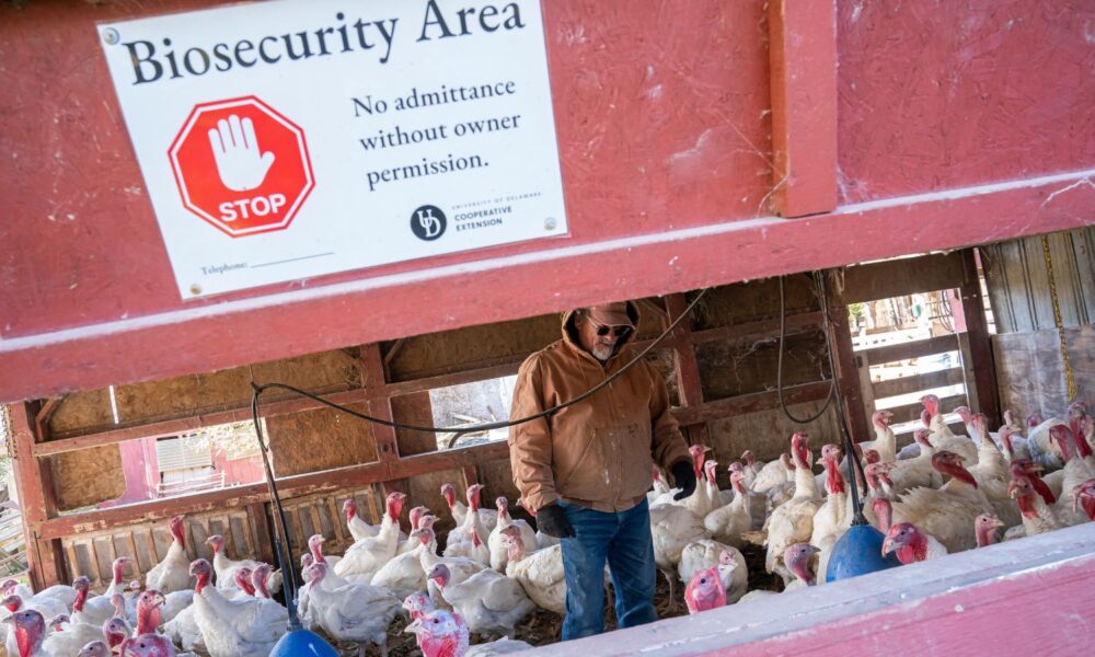 A sign on a barn housing turkeys reads BIOSECURITY AREA--a farmer trying to protect his turkeys from bird flu is inside with the animals.
