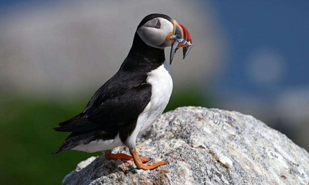 Puffin bird on rock with fish in its mouth.