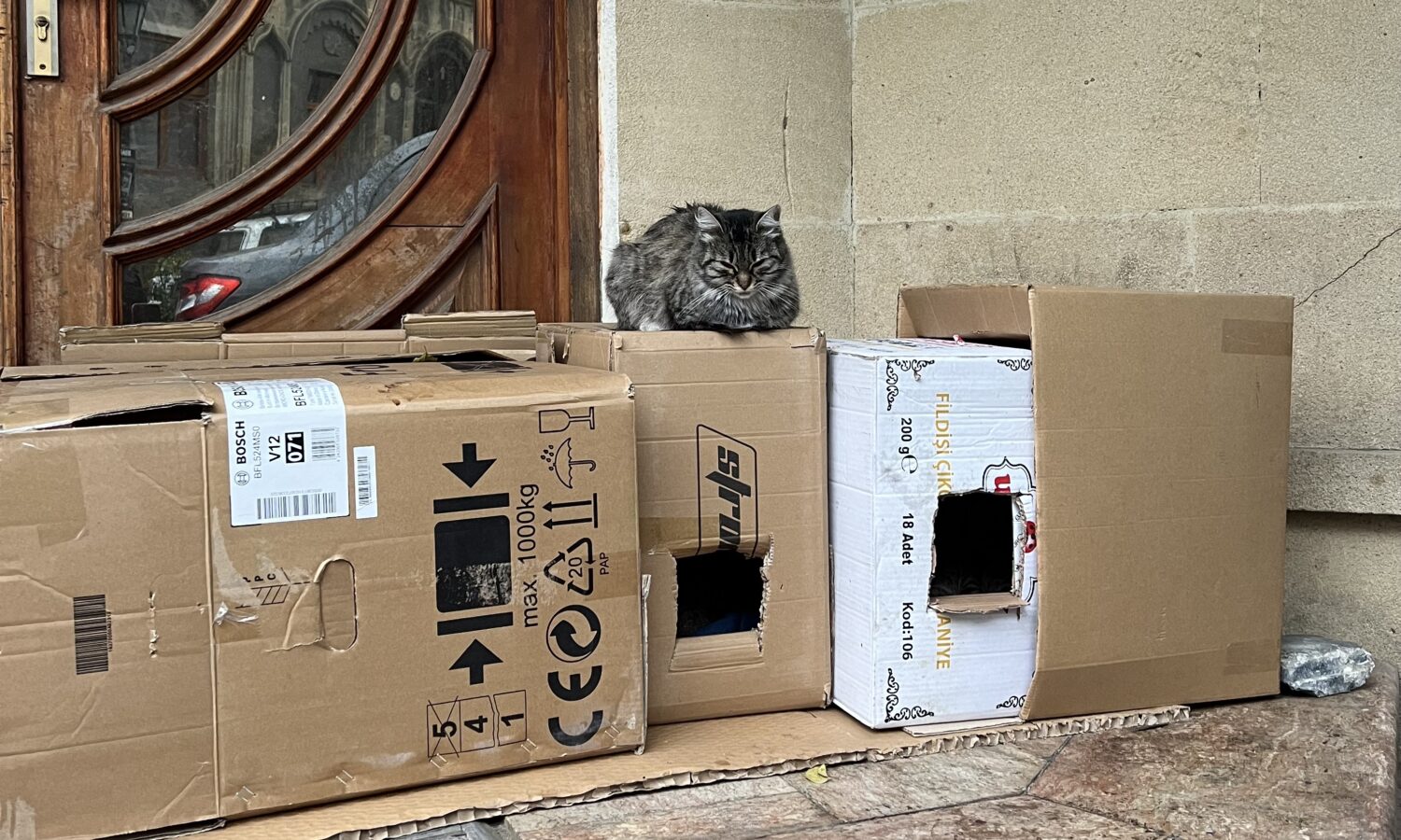 Cat sitting on cardboard house located in the Old City in Baku, Azerbaijan. 