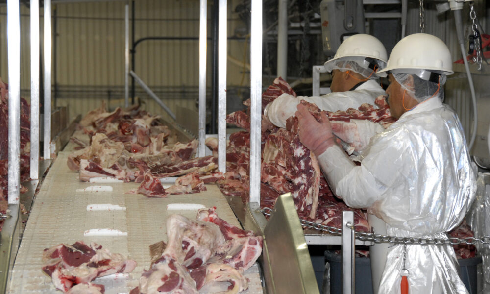 photo of two workers in a meatpacking plant wearing hard hats and protective gear, handling slabs of beef on a processing line