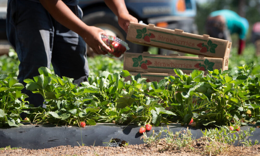 photo of a pair of hands picking strawberries on a farm and placing them in stack of crates; each crate is labeled "strawberries"